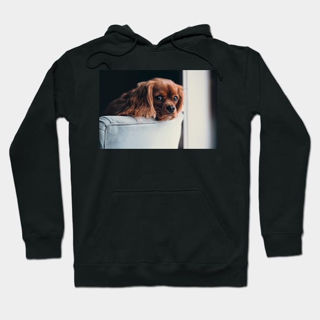 Cavalier King Charles Spaniel Dog Hoodie by kawaii_shop